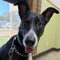 Thumbnail photo of Zilla #3