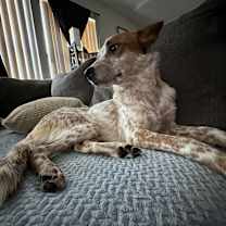 Thumbnail photo of Freddy #4