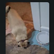 Thumbnail photo of Douglas #2