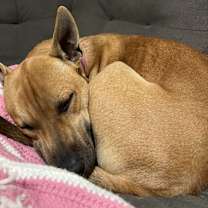 Thumbnail photo of Bo #3