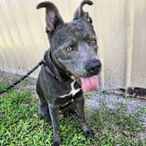 Thumbnail photo of Bruce #2