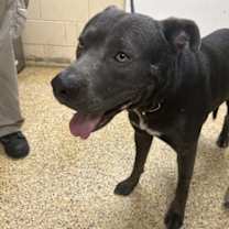 Thumbnail photo of Bruce #3