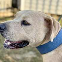 Thumbnail photo of Rip #3