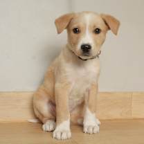 Thumbnail photo of Giggle D67101 #1