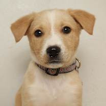 Thumbnail photo of Giggle D67101 #3