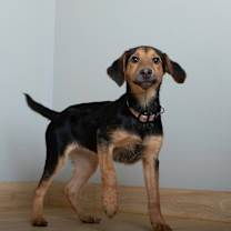 Thumbnail photo of Acadia D67176 #2