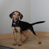 Thumbnail photo of Acadia D67176 #3