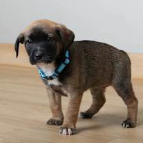 Thumbnail photo of Bonfire D67163 #4