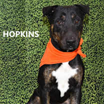 Thumbnail photo of Hopkins #1
