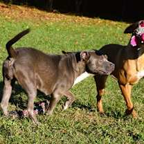 Thumbnail photo of Merle #2