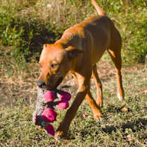 Thumbnail photo of Merle #3