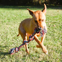 Thumbnail photo of Merle #4