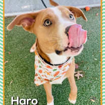 Thumbnail photo of Haro (302) #1