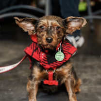 Thumbnail photo of Zander #1