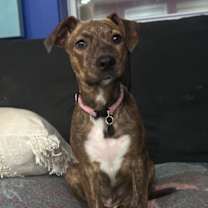 Thumbnail photo of Chicken Wing #1