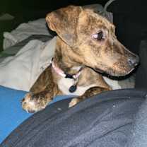 Thumbnail photo of Chicken Wing #3