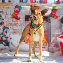 Thumbnail photo of Aries CS/JuM* #1