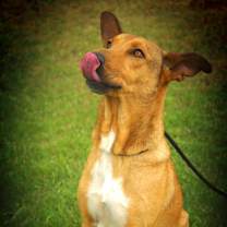 Thumbnail photo of Aries CS/JuM* #4