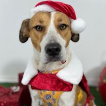 Thumbnail photo of Heart #1