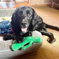 Thumbnail photo of Molly-Such a Beauty! #3