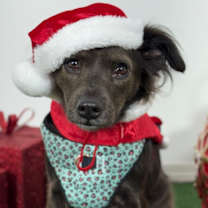 Thumbnail photo of Phoenix #1