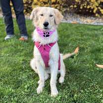 Thumbnail photo of Butterscotch #1