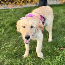 Thumbnail photo of Butterscotch #3