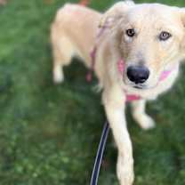 Thumbnail photo of Butterscotch #4