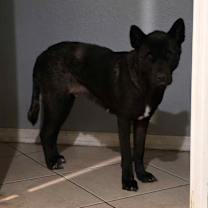 Thumbnail photo of Artimiss #4