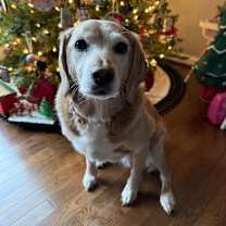 Thumbnail photo of Callie #2