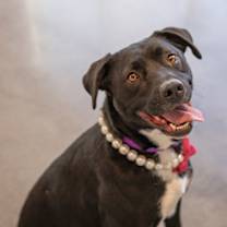 Thumbnail photo of Calimico #1