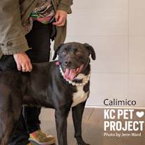 Thumbnail photo of Calimico #2