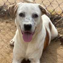 Thumbnail photo of DOOBERT #2