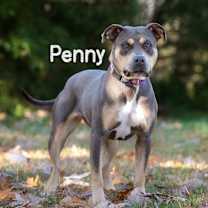 Thumbnail photo of Penny #2