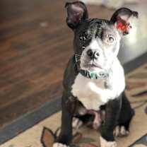 Thumbnail photo of Prince Gibson- 4651Atlanta GA #1