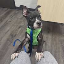 Thumbnail photo of Prince Gibson- 4651Atlanta GA #3