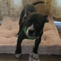 Thumbnail photo of Prince Gibson- 4651Atlanta GA #4