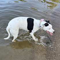 Thumbnail photo of Cypress #3