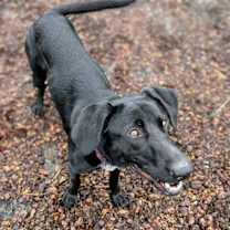 Thumbnail photo of Una #2