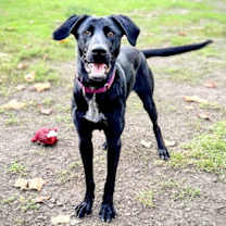 Thumbnail photo of Una #3