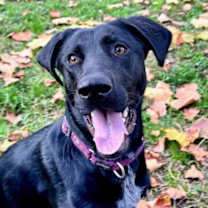 Thumbnail photo of Una #4