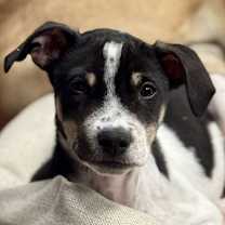 Thumbnail photo of Loki #1