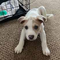 Thumbnail photo of Sushi #2