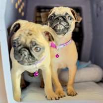 Thumbnail photo of WildCat #4