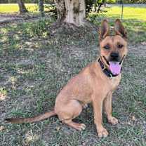 Thumbnail photo of Amelia Earhart #2