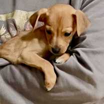 Thumbnail photo of Dancer #4