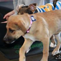 Thumbnail photo of Laurel #4