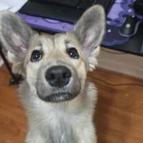 Thumbnail photo of Marshmallow #2