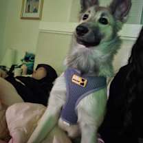 Thumbnail photo of Marshmallow #1