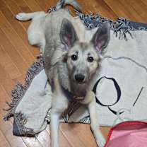 Thumbnail photo of Marshmallow #3